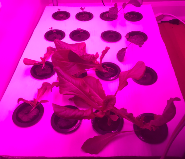 Starting and Growing Seeds in Your Indoor Hydroponic Garden